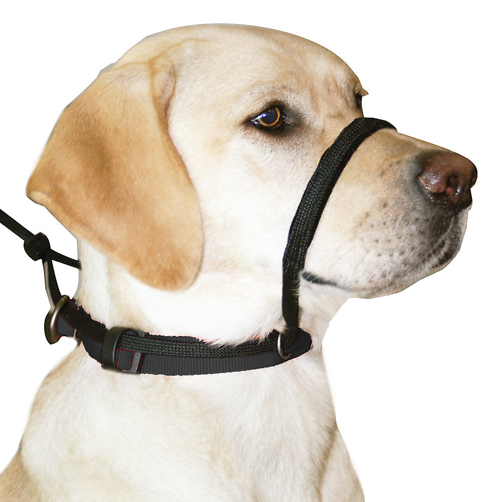 Sporn head halter